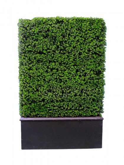 hedge3